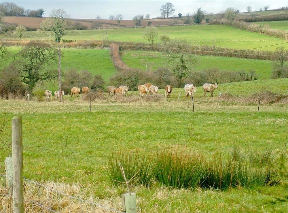 Surrounding area at Swift in Ipplepen, Nr Totnes., Devon