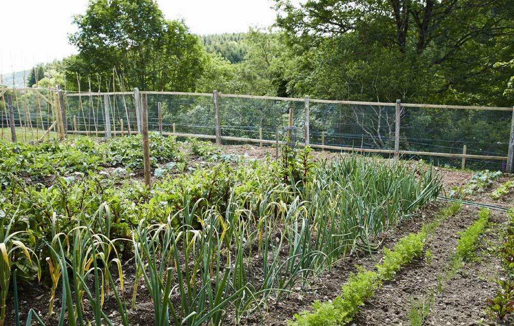 Guests are able to use the vegetable patch growing seasonal vegetables at Teign Vale, Drewsteignton