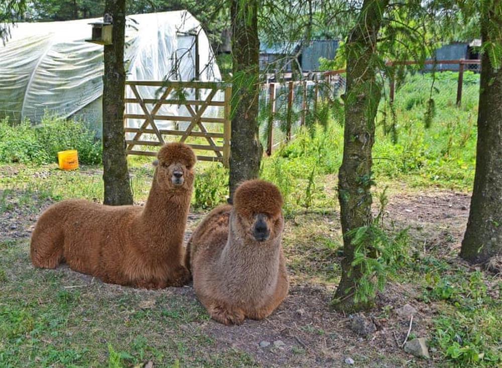 Beautiful Alpacas