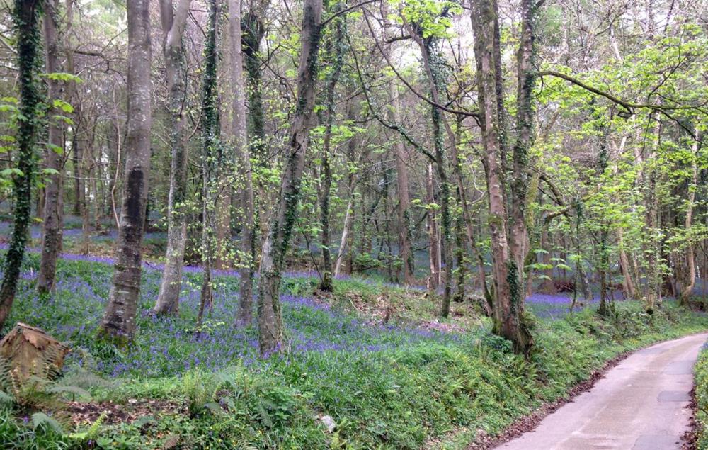 In springtime bluebells can be seen in the lane leading to The Artist’s Studio at The Artists Studio, Widworthy