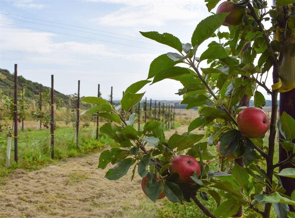 Nearby apple orchard at The Barracks @ East Neuk Orchards in Arncroach, near St Andrews, Fife
