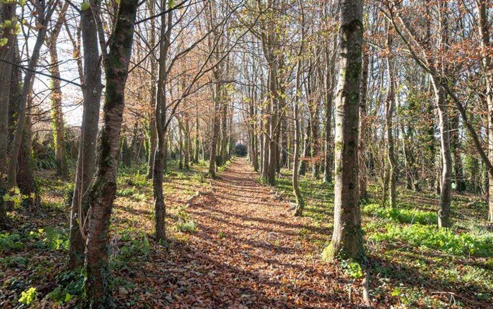 Woodland walks  at The Bolt Hole in Churchstow