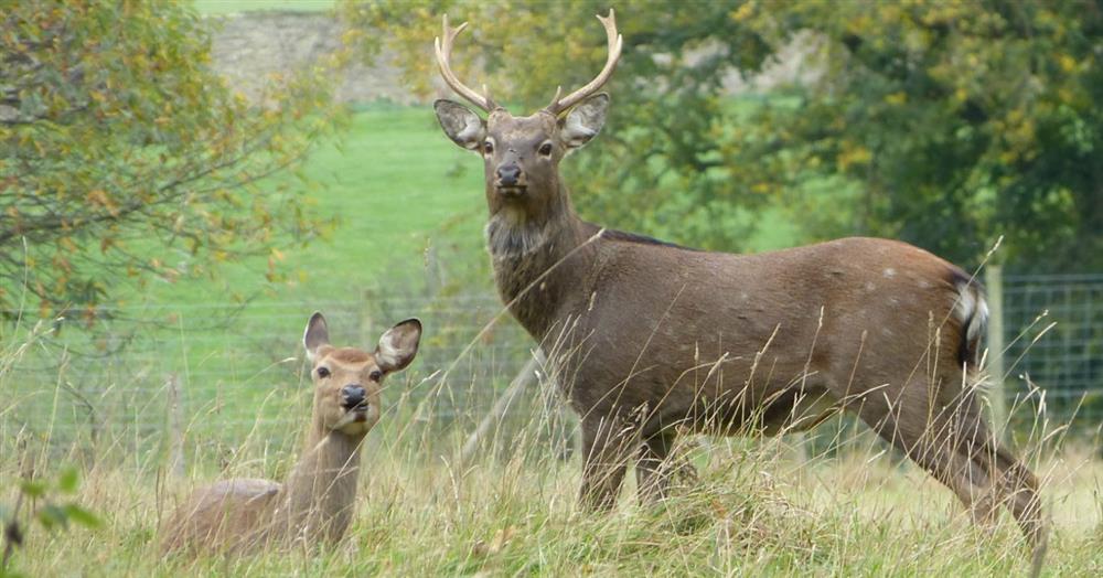 Sika deer in Studley Royal deer park at The Boot Room in Ripon, North Yorkshire