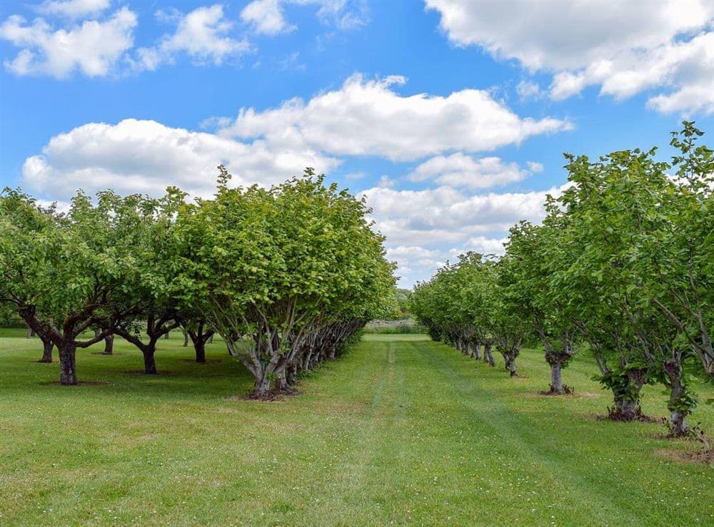 16-acre orchard of 3000 trees at The Bothy in Upton, Didcot, Oxfordshire., Great Britain
