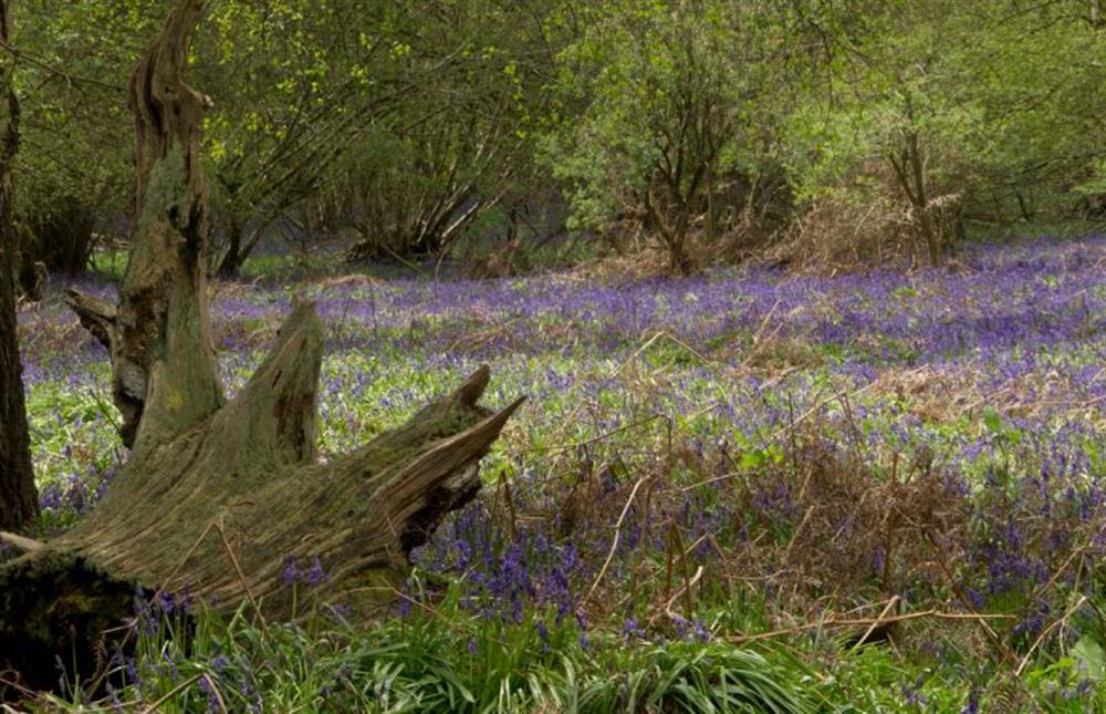 Field full of Bluebells  at The Buttery, Freston