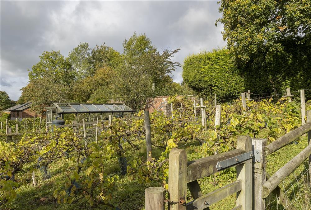 There is also a vineyard which is maintained by the owners