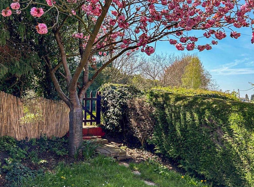 Garden at The Cottage in Ipswich, Suffolk