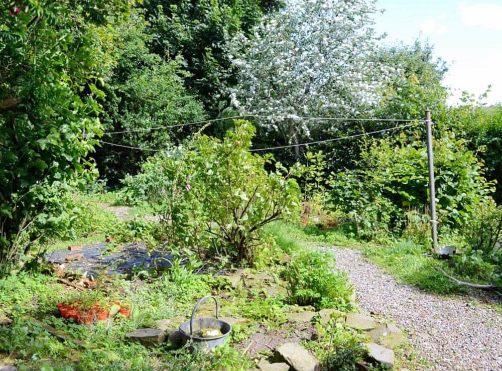 Natural garden at The Cottage in St. Cyrus, Montrose, Angus