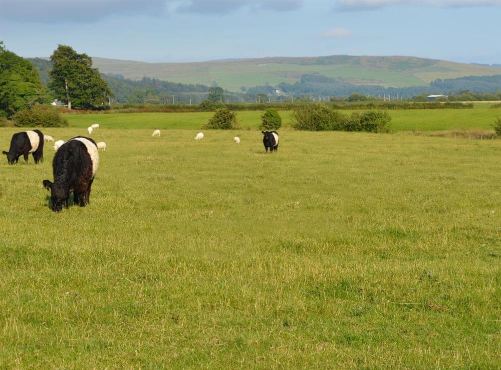 Lovely rural views from the property at The Dairy House in Newton Stewart, near Wigtown, Wigtownshire