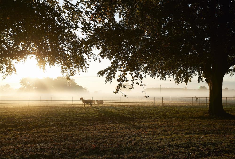 Early morning on the grounds of the estate