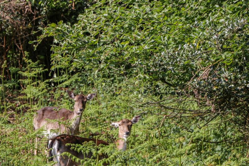 In the area at The Forest Coach House, Cinderford