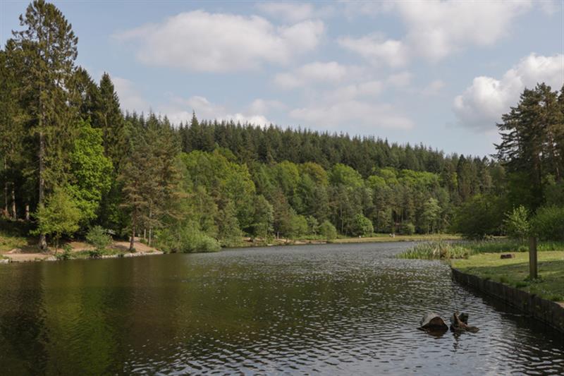 The setting of The Forest Coach House