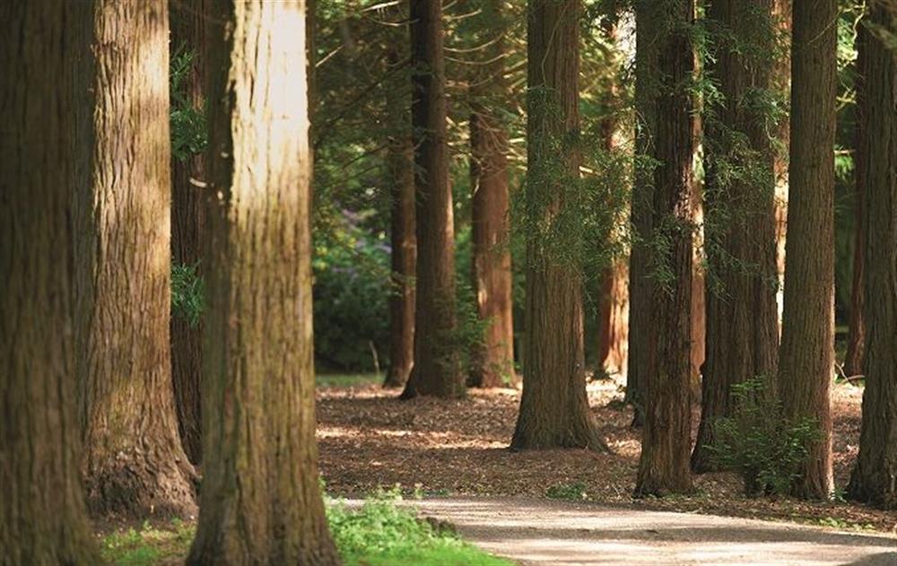 Enjoy a stroll through temple wood at The Gardeners Bothy, Weston Park