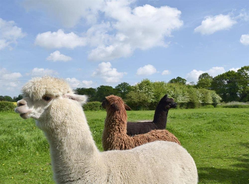 There are alpacas in the grounds at The Glass Room in Ardleigh Heath, near Colchester, Essex