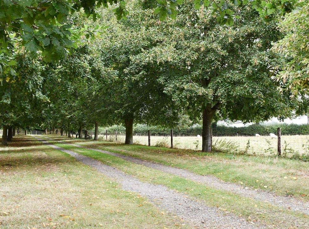 Tree-lined driveway at The Granary in Oxborough, Norfolk., Great Britain