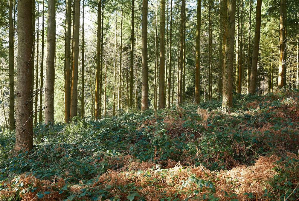 Outstanding woodland to enjoy at The Grooms Flat, Leominster