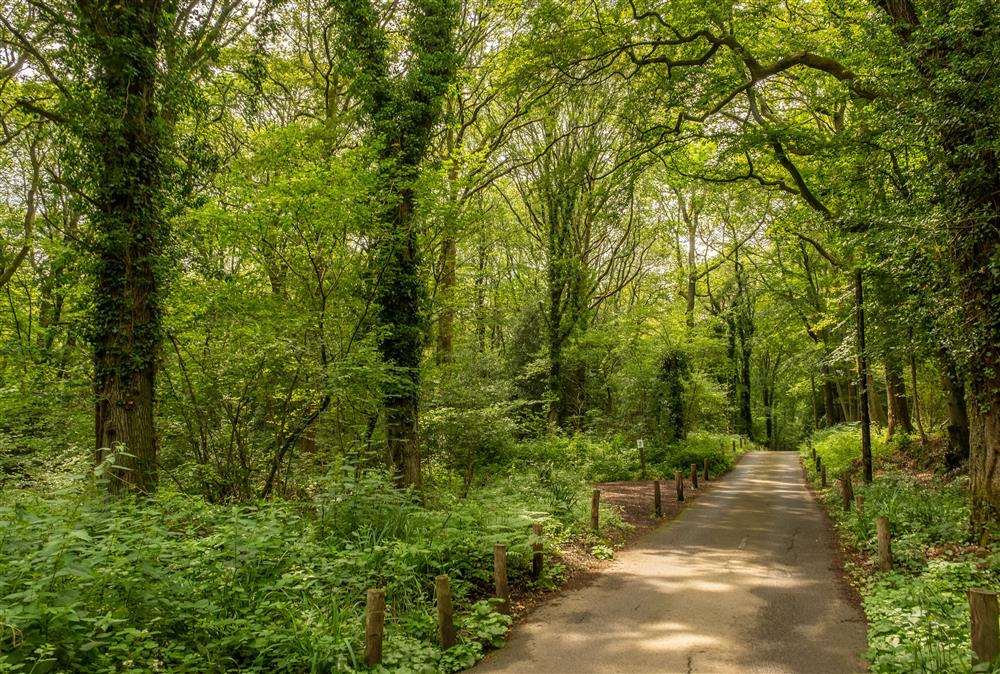 Take a walk through the enchanting surrounding woodland  at The Haybarn, Surrey Hills
