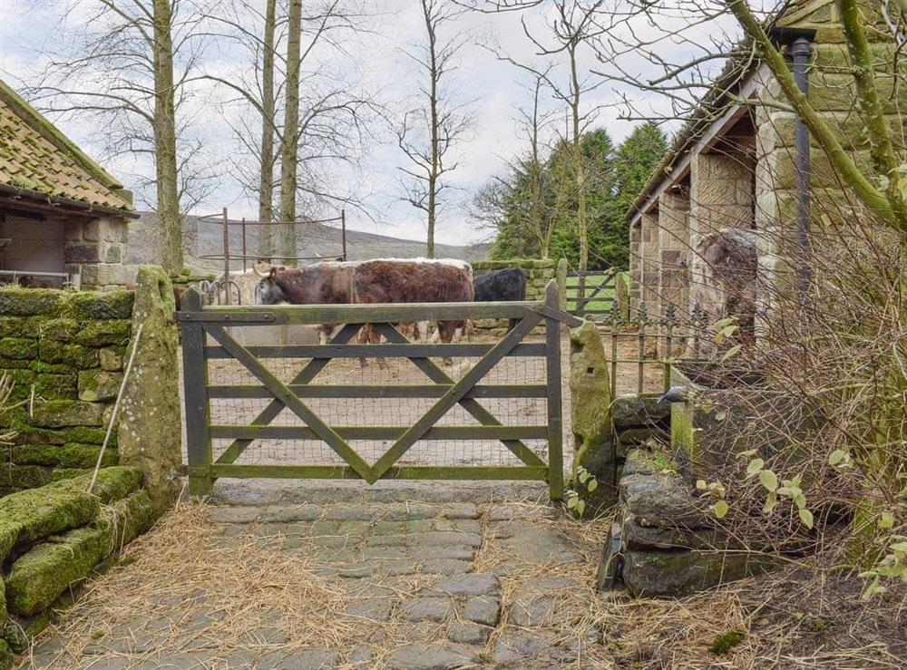 Around the farmyard at The Hayloft in Glaisdale, Nr Whitby, North Yorkshire., Great Britain