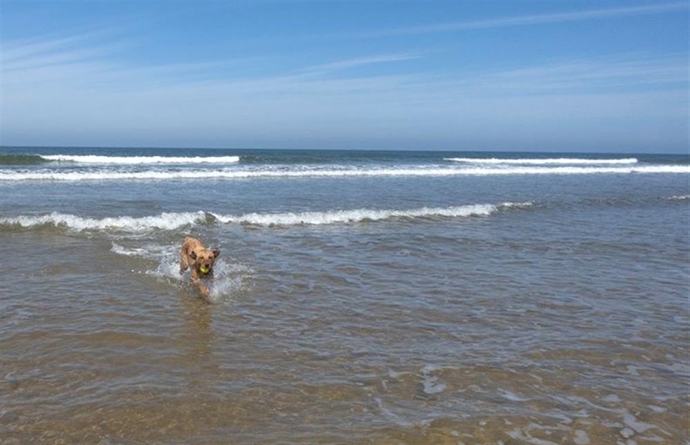 Dog friendly beaches are close by at The Hogg, East Rudham near Kings Lynn