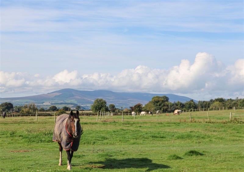 Outside (photo 3) at The Lodge Bolinahaney, Bunclody