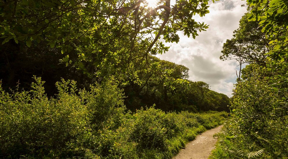 A path cutting through dense overgrowth on either side at The Lugger in Boscastle, Cornwall