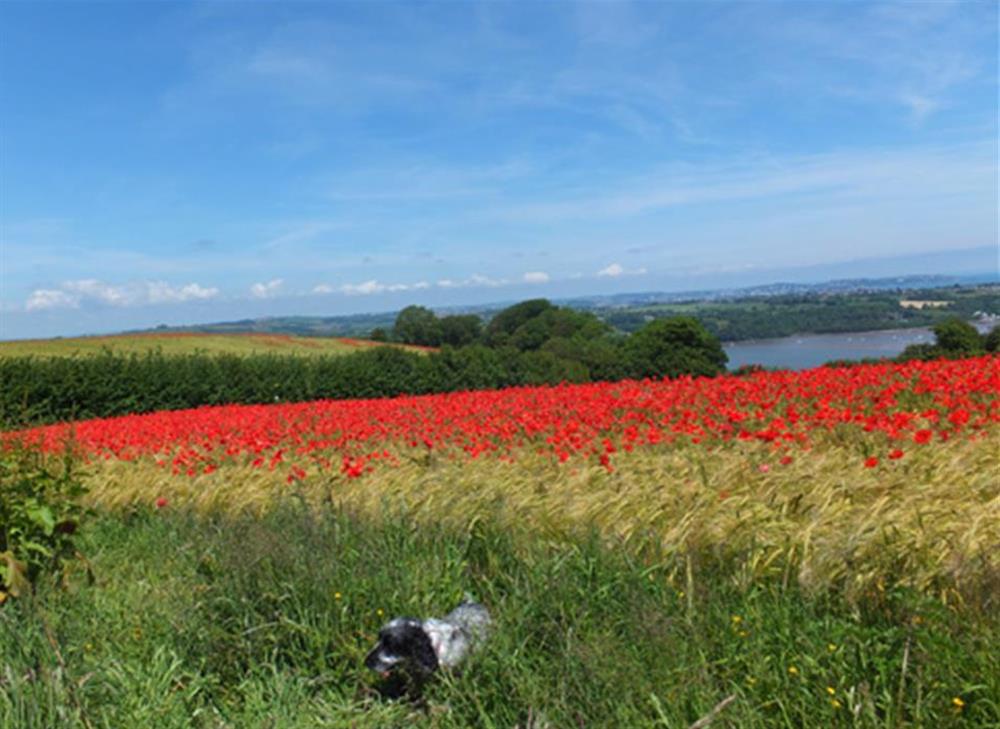 Early summer poppy fields just above Dittisham at The Old Bakehouse, Dittisham