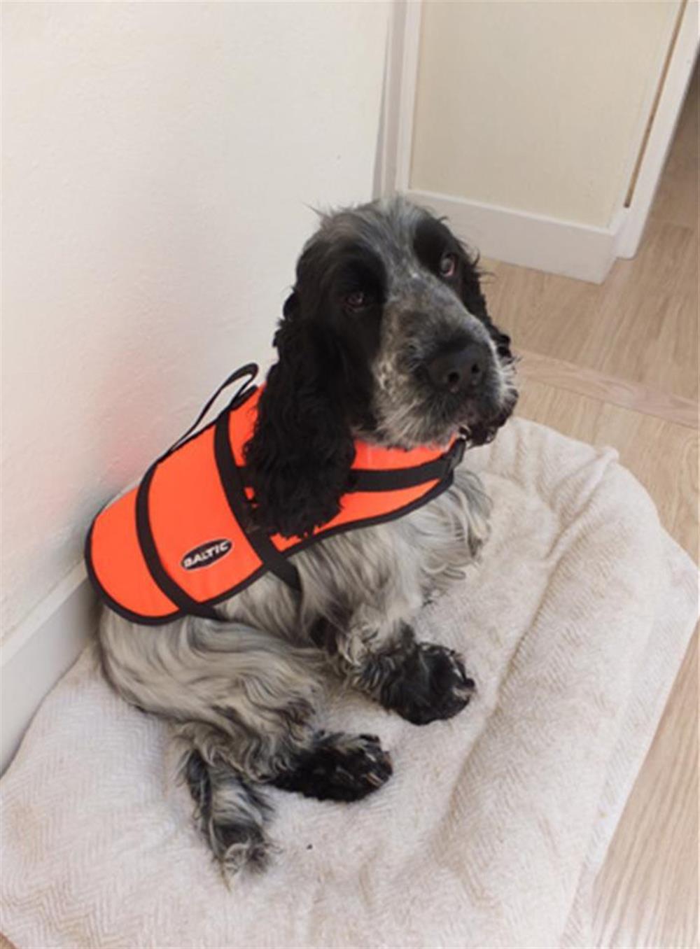 The Old Bakehouse is very doggy friendly at The Old Bakehouse, Dittisham