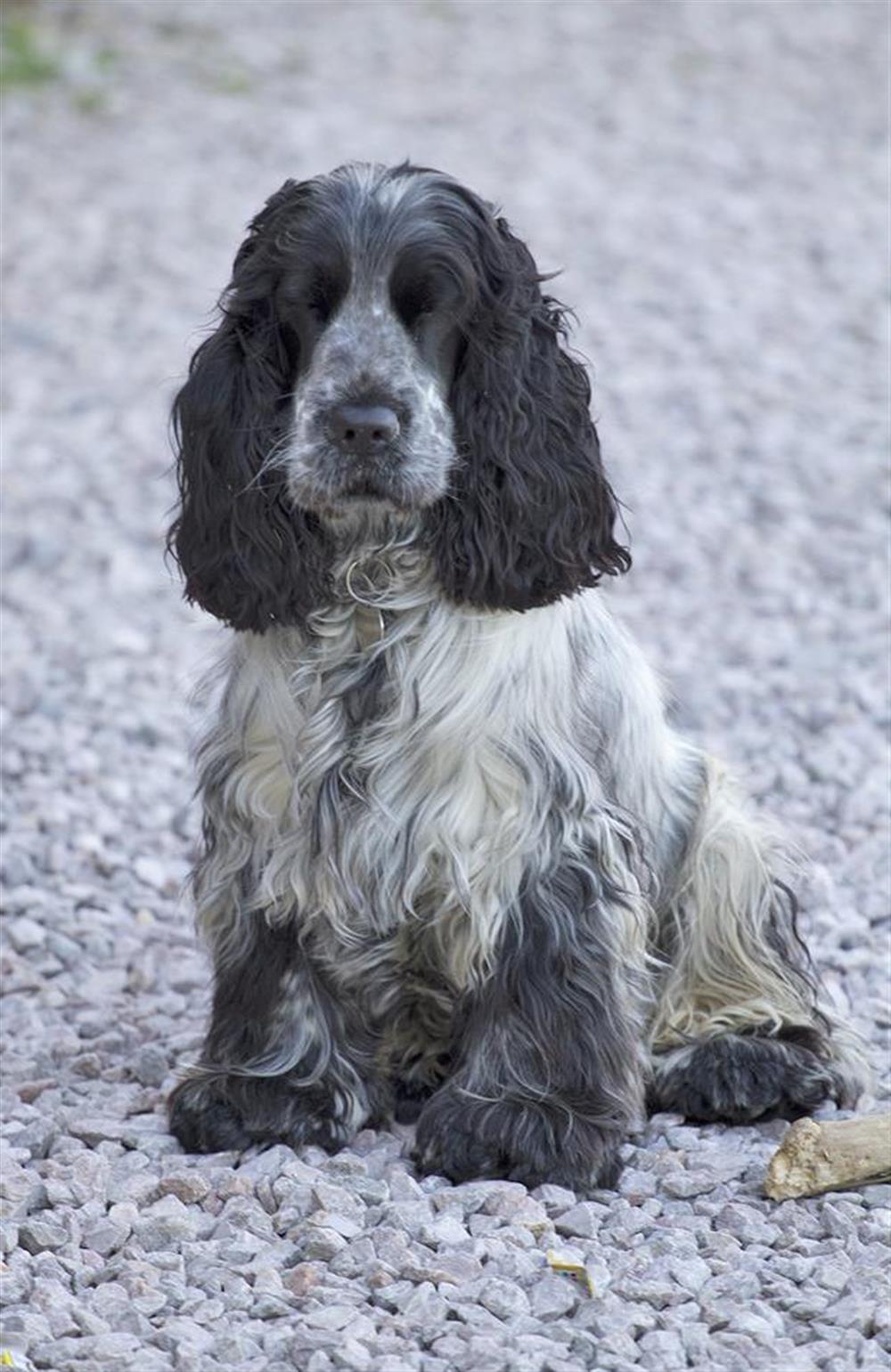Toby, the owners dog will, if asked nicely, allow other well behaved dogs to visit at The Old Bakehouse, Dittisham