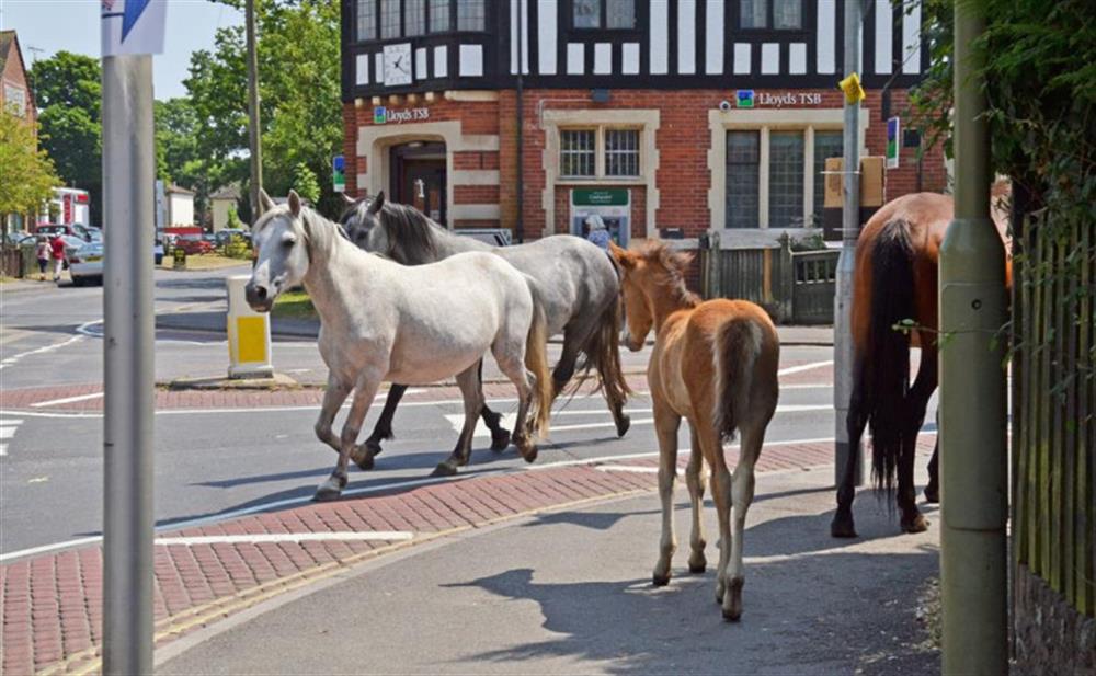 Ponies trotting through Brockenhurst at The Old Granary at Kinkell Cottage in Bashley