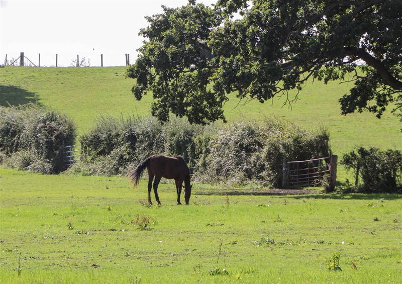 Enjoy the garden (photo 2) at The Old Parlour, Durley