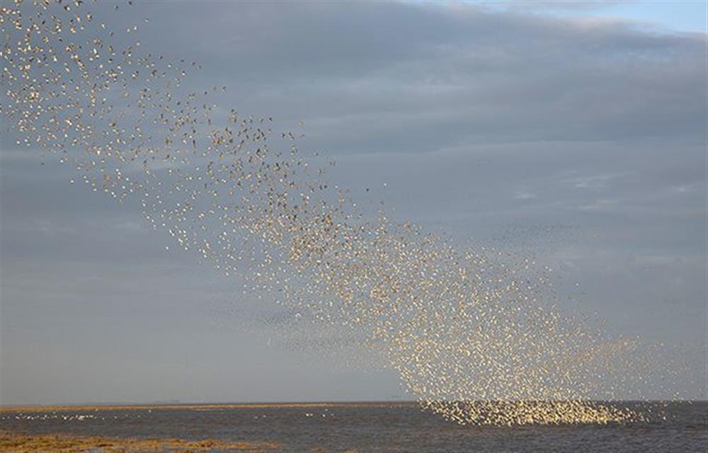 Migratory birds at The Orangery, Snettisham near Kings Lynn