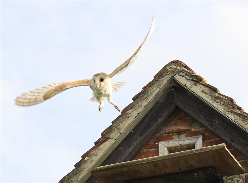 Resident Owl at The Owl House in Bishops Waltham, Hampshire