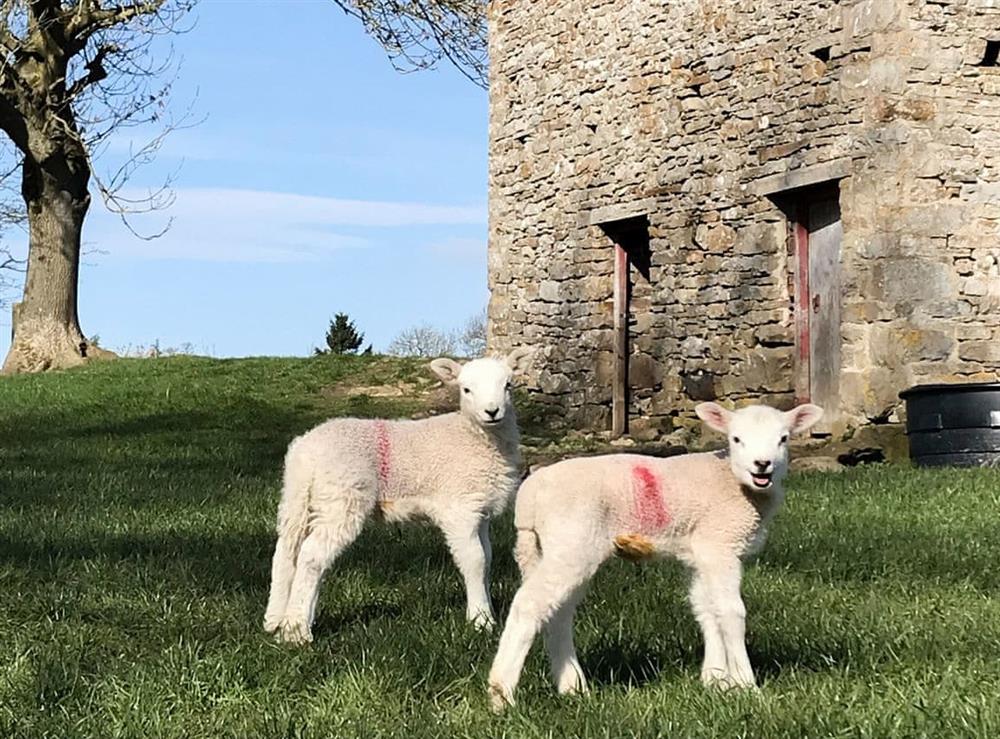 Spring lambs in Aysgarth at The Owlery at Aysgarth in Aysgarth, near Leyburn, North Yorkshire