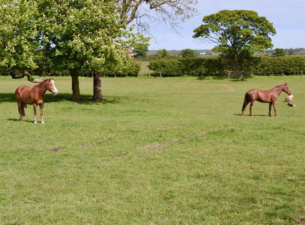 Surrounding fields with horses at The Pavilion in Killerby, near Scarborough, N. Yorks., North Yorkshire
