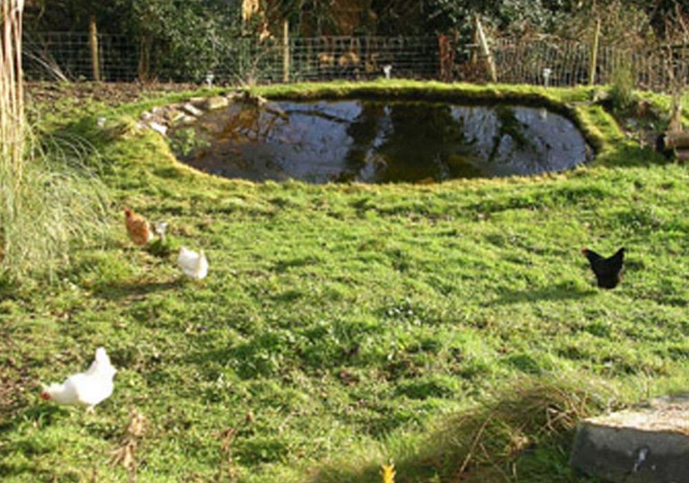 Pond at The Pigsty Cottage in Oswestry, Shropshire