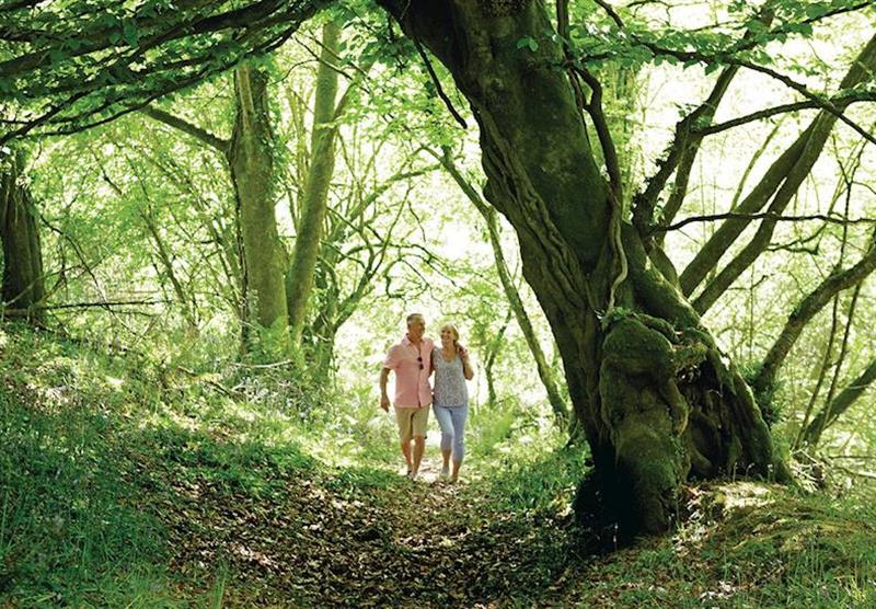 Woodland walks at The Retreat in South Molton, nr Barnstable