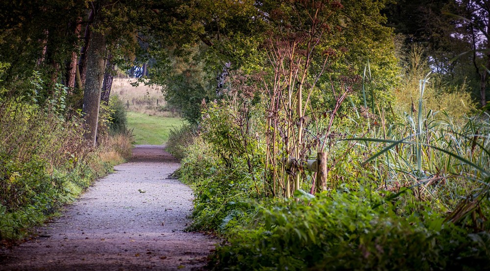 A woodland trail near The Round House, Suffolk at The Round House in Bury St Edmunds, Suffolk