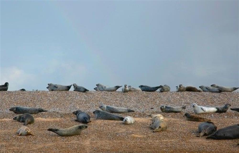 seals at Blakeney Point at The Saltings Blakeney, Blakeney near Holt