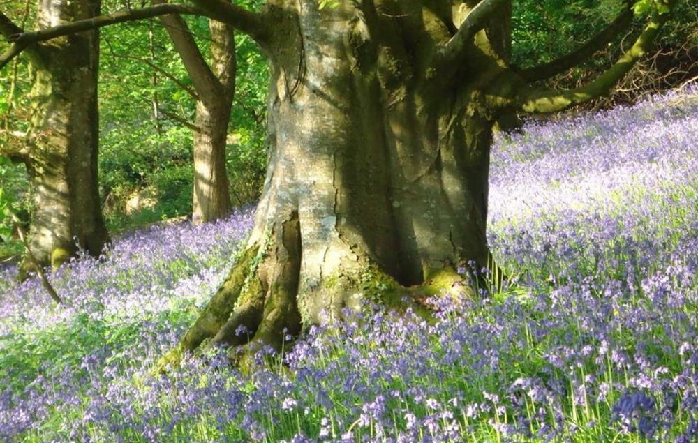 Bluebell woods at The Shippen, Membury