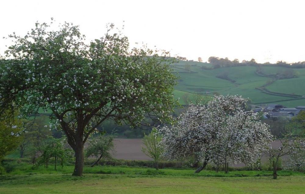 Wellands orchard apple blossom at The Shippen, Membury