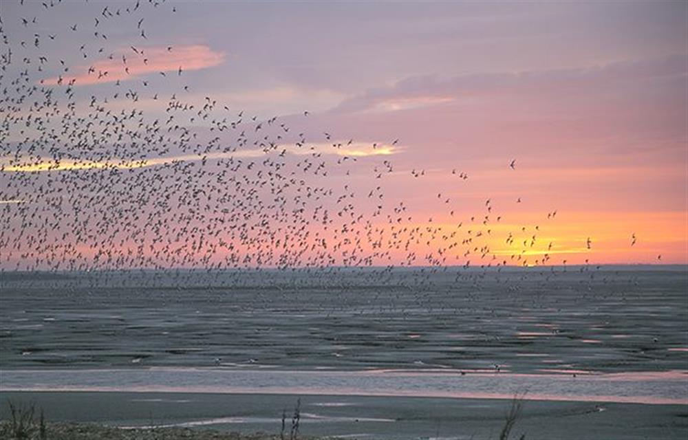 Snettisham beach birds at sunset at The Smokehouse, Ingoldisthorpe near Kings Lynn
