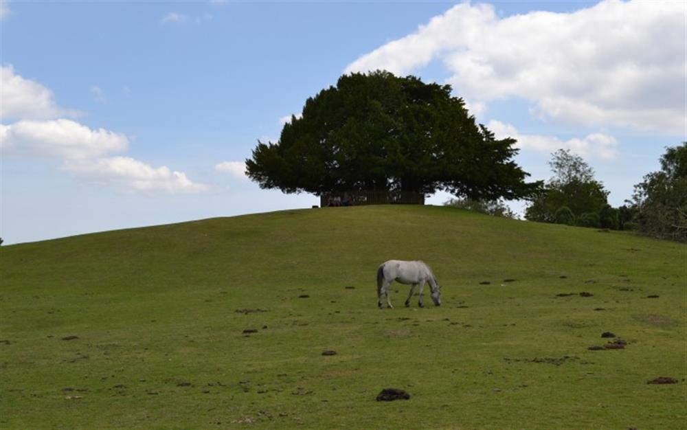Rural landscape at The Snug in Lyndhurst