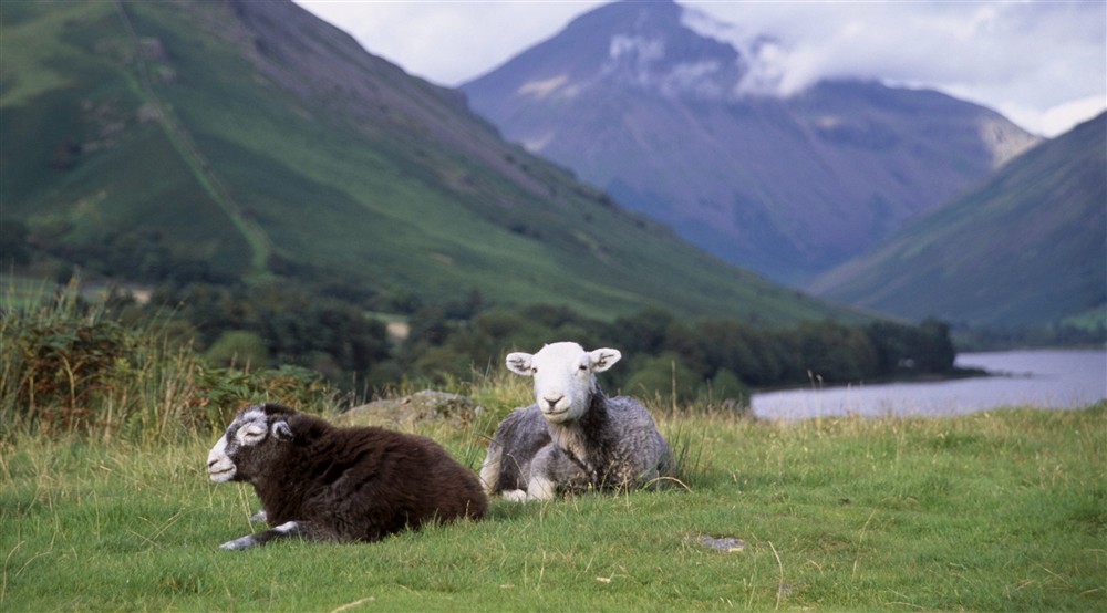 Two Herdwick sheep sitting in the grass with Wastwater and the surrounding mountains in the background on a spring day at The Summer House in Nr Hawkshead, Cumbria