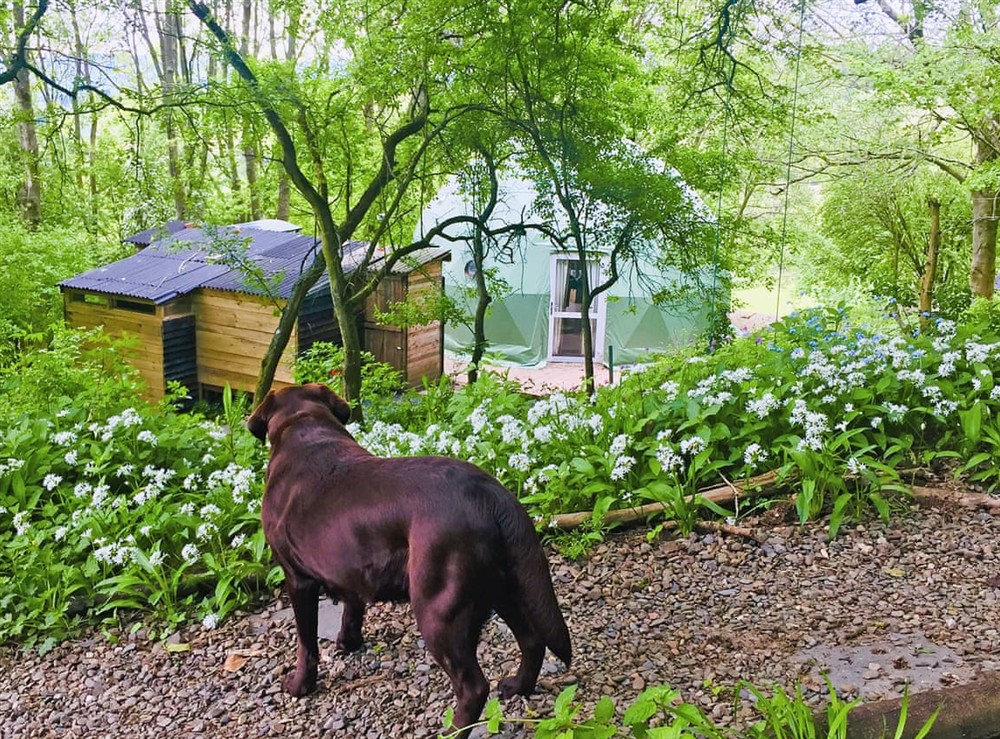 Exterior (photo 3) at The Tree Dome in Ludlow, Shropshire