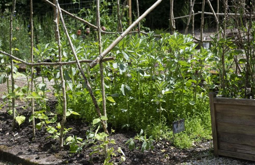 Take a walk around the owners lovely vegetable patch