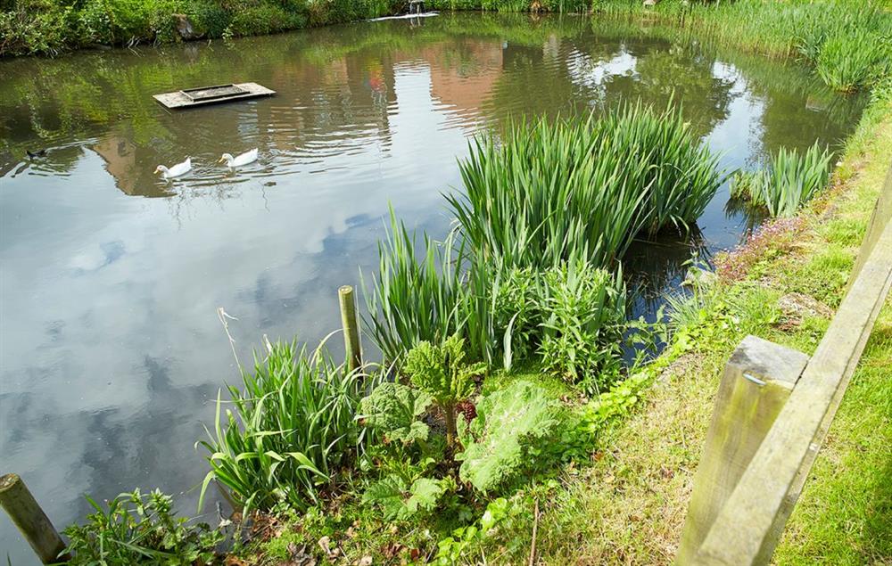 Small pond within the garden at The White House, Little Weighton