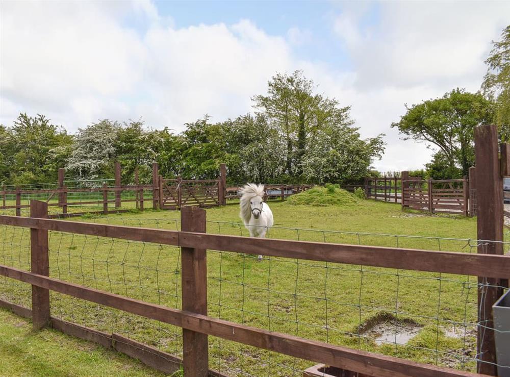 Paddock at The Willows in Out Rawcliffe, near Fleetwood, Lancashire