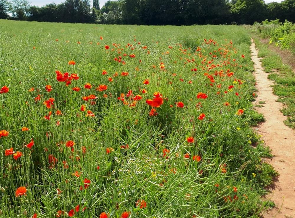 Poppies 5 mins from house near orchard at The Wing Swifts in Milverton, Somerset