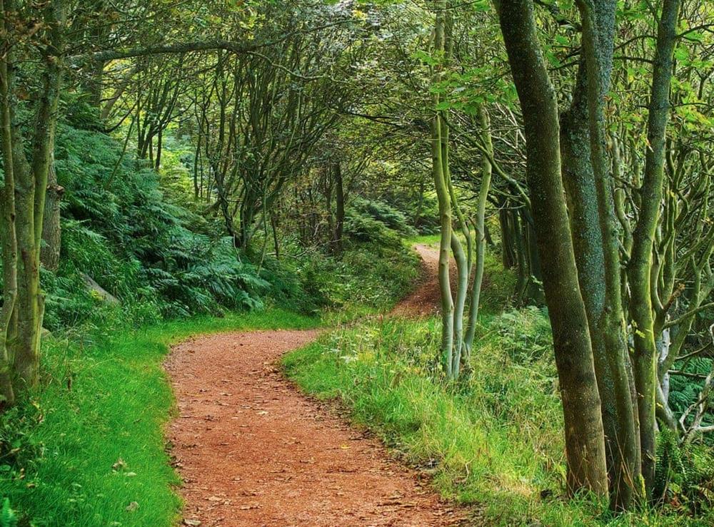 Woodland walks at The Yorkshireman in Ravenscar, near Robin Hood’s Bay, North Yorkshire