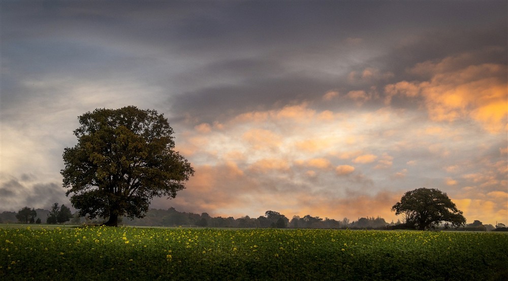 The surrounding area of Thorington Hall, Suffolk at Thorington Hall in Stoke By Nayland, Suffolk